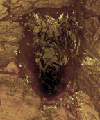 black tree sap