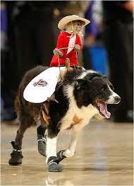 dog rider