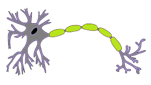 myelin sheath