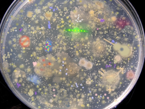 Our new culture in a Petri dish